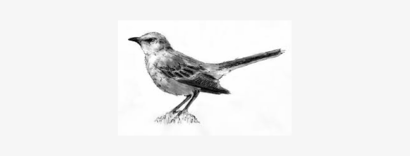 To Kill A Mockingbird Project - Mockingbird, transparent png download