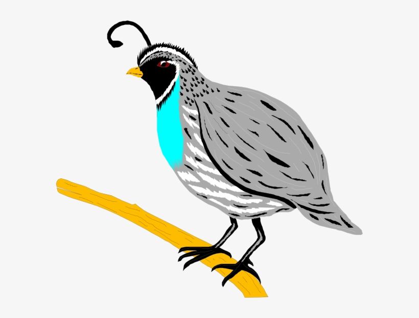 Mockingbird Clipart Hostted - Quail Clipart Png, transparent png download