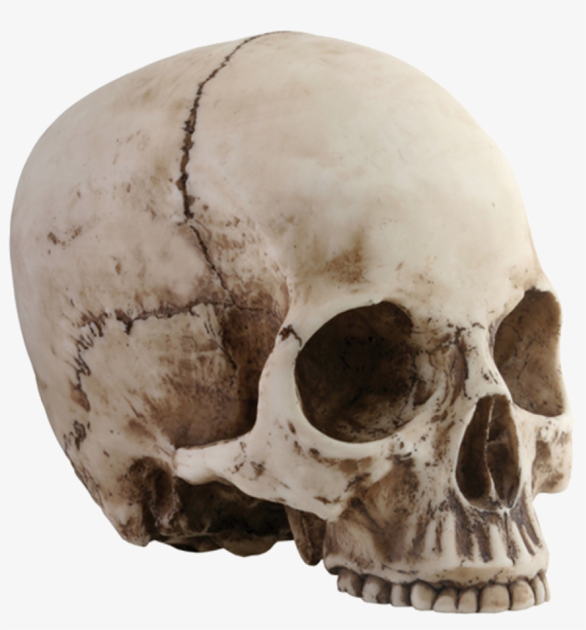 #154923930 Added By Nousernameisleft At You In 3 Years - Ytc Summit 8035 Skull Head, C-8 ..., transparent png download