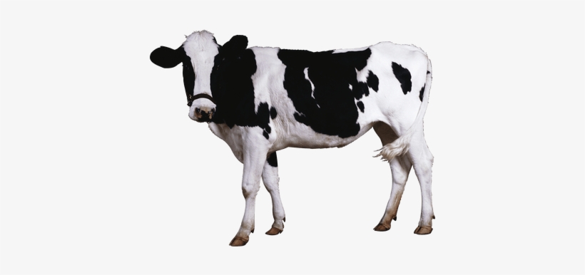 Cow Transparent, transparent png download