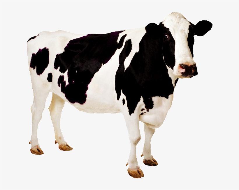 Palmira La Vaca - Imagen De Animales Vaca, transparent png download