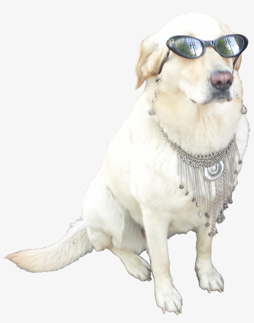 Animalthis Cool - Dog With Sunglasses Transparent, transparent png download