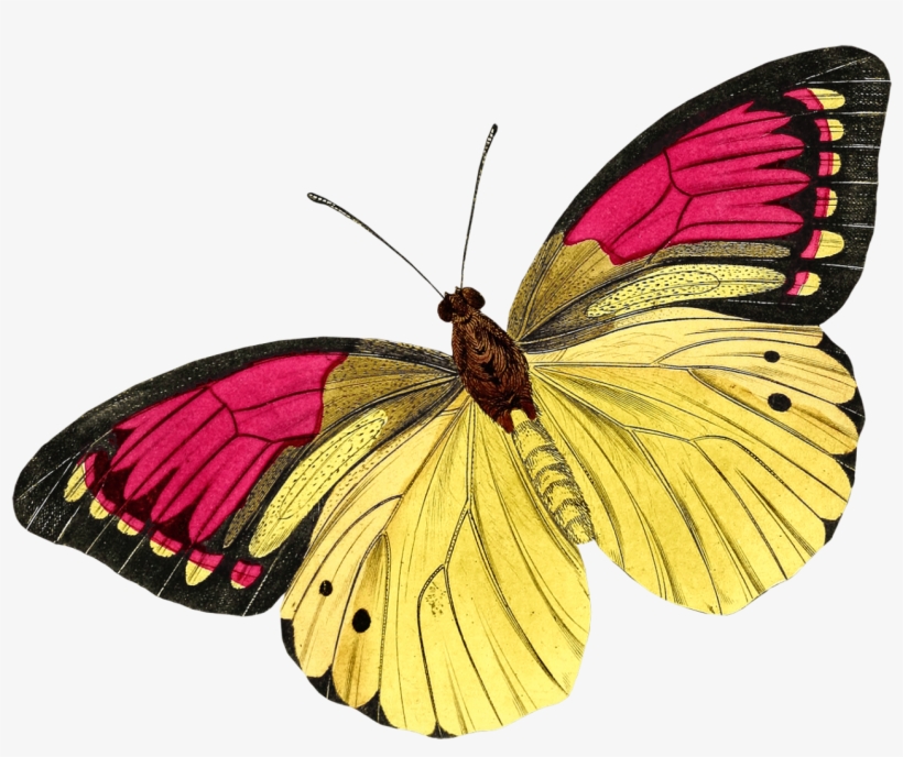 0 105737 Ac315071 Orig Butterfly Drawing, Butterfly - Buyenlarge 'european Butterflies And Moths' By James, transparent png download