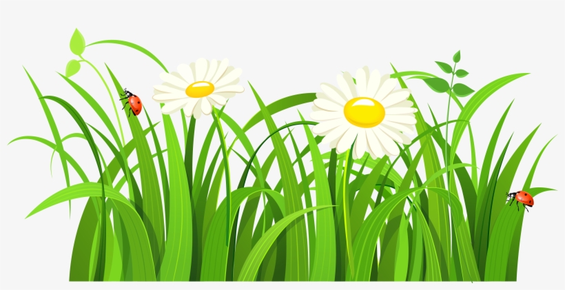 Lady Bugs Png Clipart - Green Grass Vector Png, transparent png download