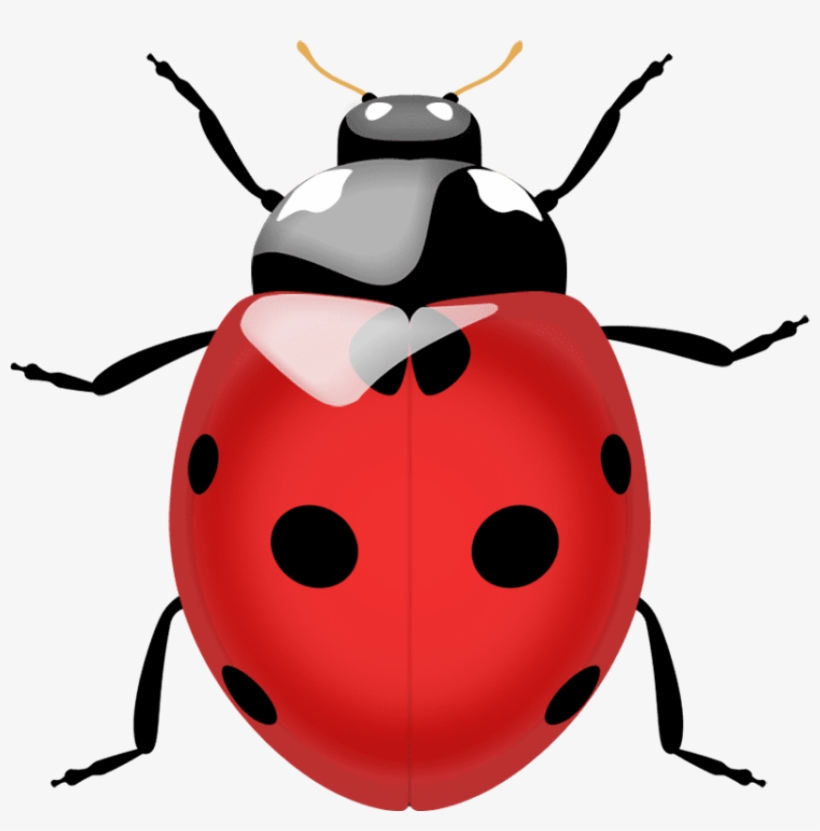 Ladybug Png, transparent png download