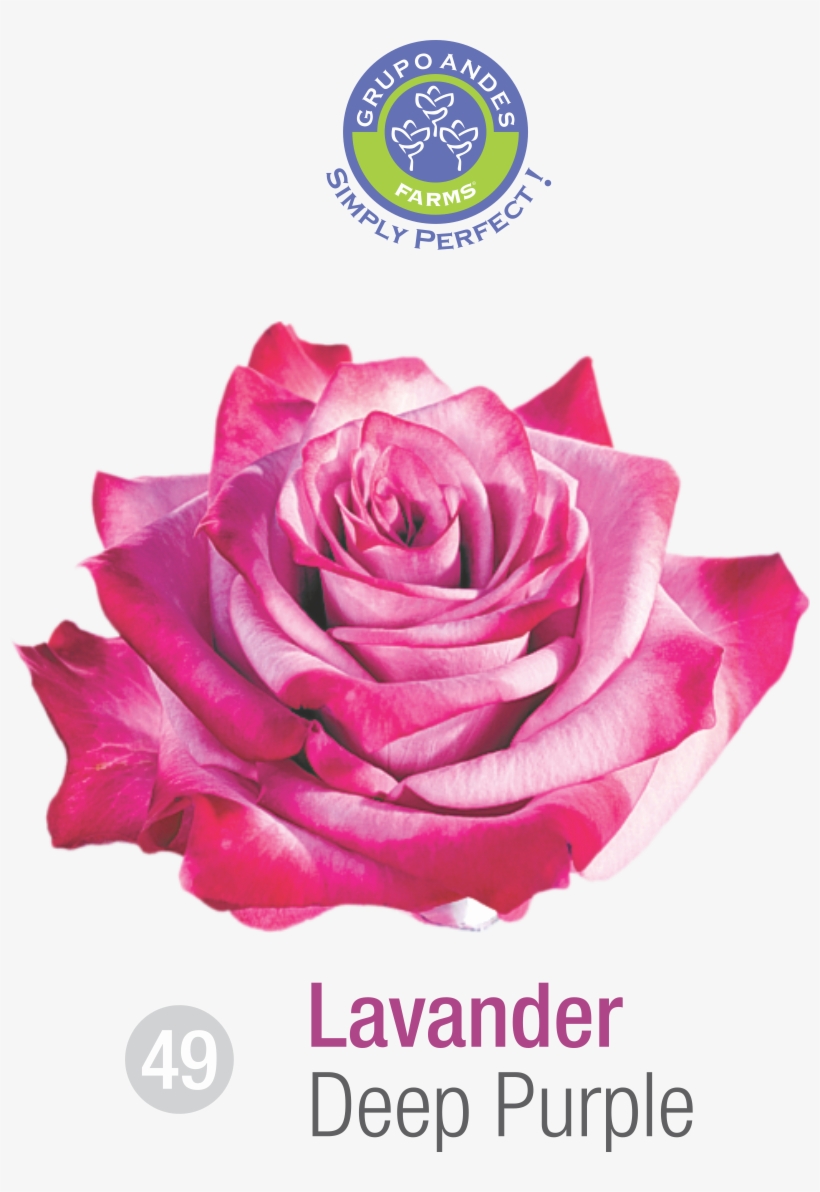 Rosa Variedad Deep Purple Grupo Andes Farms - Portable Network Graphics, transparent png download