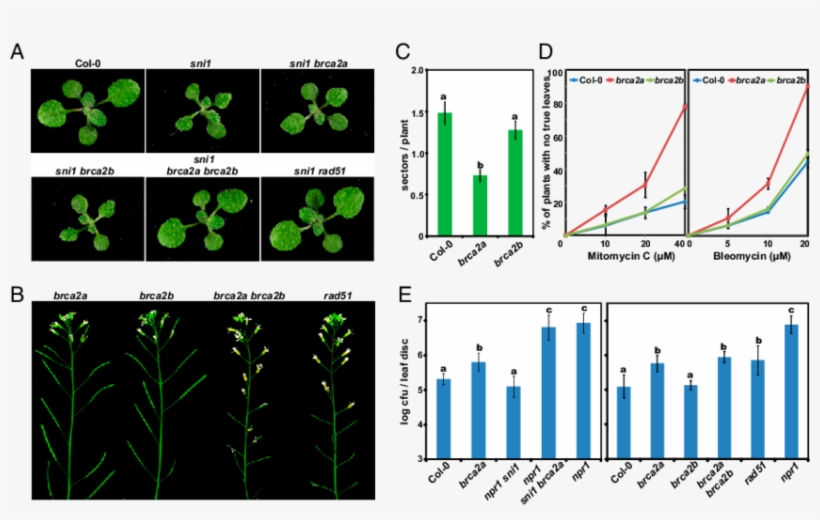 Brca2 And Its Partner Rad51 Play A Critical Role In - Arabidopsis Rad51, transparent png download
