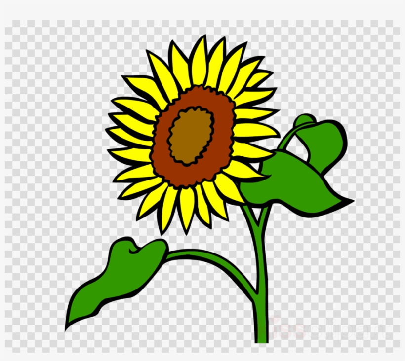 Sunflower Clipart Common Sunflower Clip Art - Clip Art, transparent png download