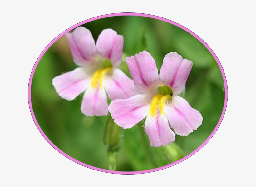 Image, transparent png download