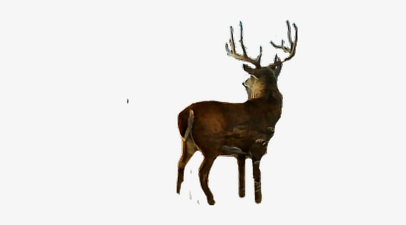 Sticker Deer Buck Antlers Animal Freetoedit - Deer, transparent png download