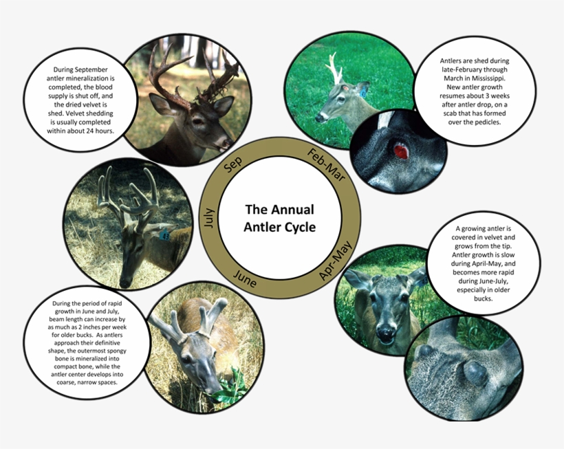 Antlers - Deer Antler Growth Cycle, transparent png download