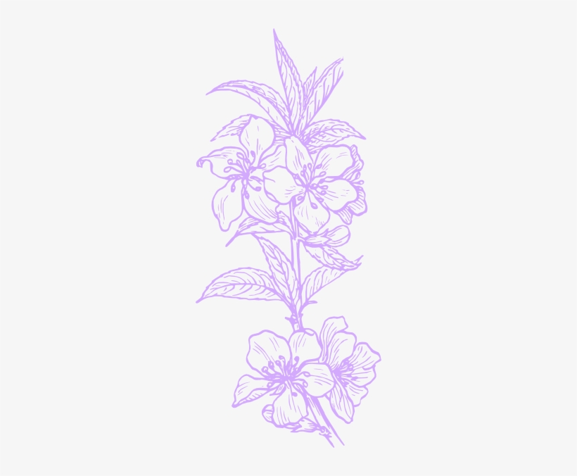 Plant Clip Art, transparent png download