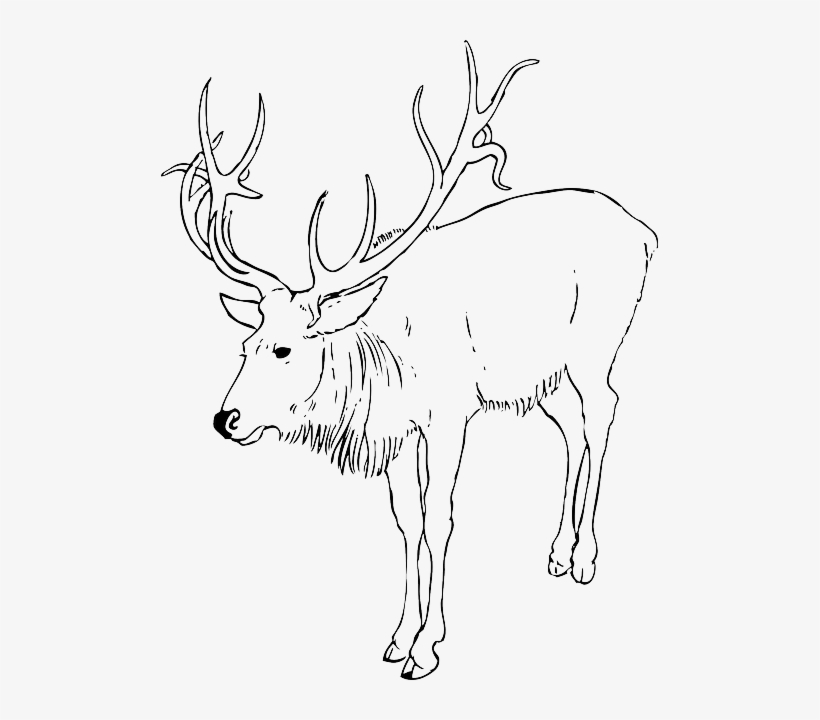 Christmas, Reindeer, Animal, Stag, Antlers, Animals - Reindeer Clip Art Black And White, transparent png download