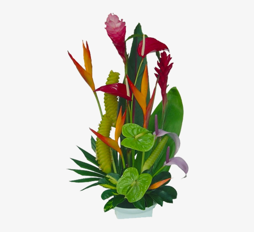 Tropical Flowers Florida Landscaping 20710 Tropical - Tropical Flowers Jungle Clipart, transparent png download