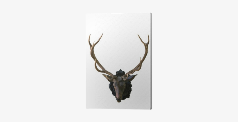 Antler, transparent png download