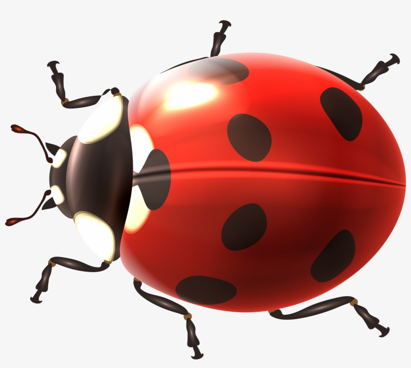 Lady Bug Png, transparent png download
