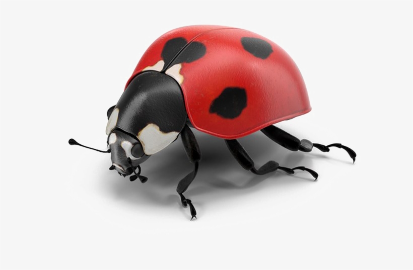 Ladybug Png Pic - Ladybug Psd, transparent png download