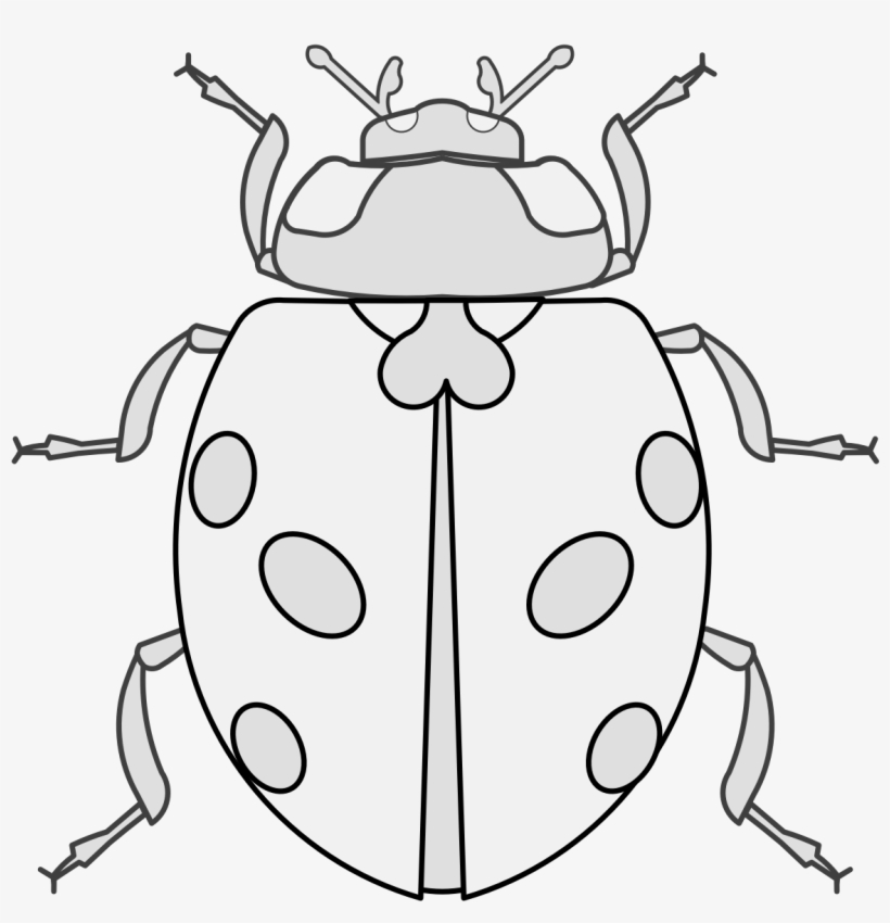 Details, Png - Ladybug, transparent png download