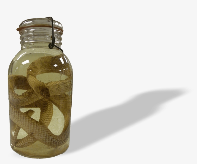 Western Coachwhip - Coachwhip, transparent png download