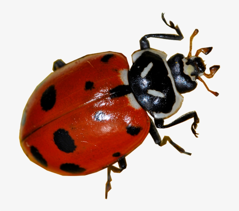 Adrien Agreste, transparent png download