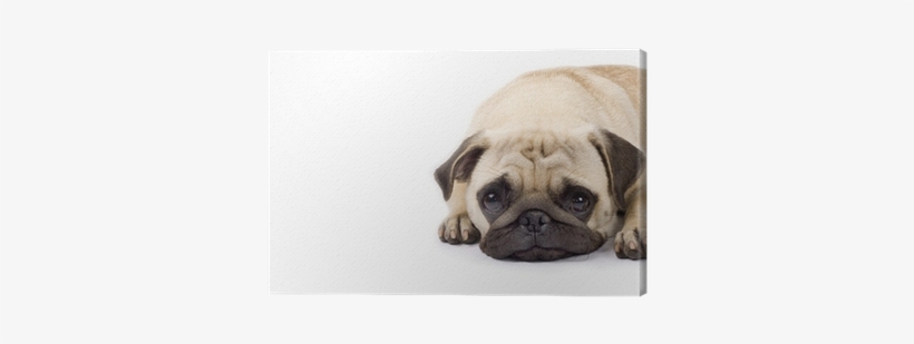 Sad Puppies, transparent png download