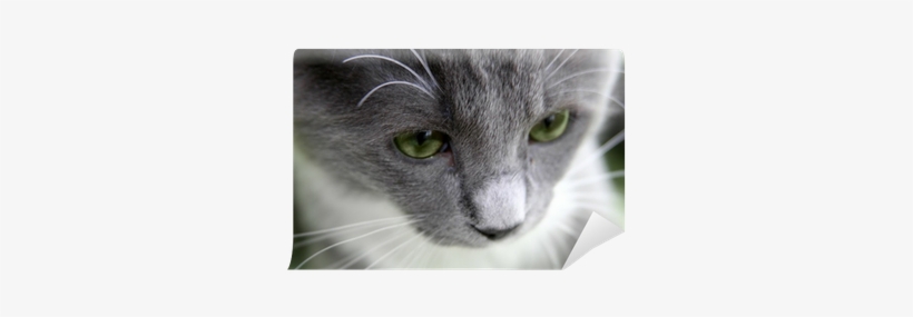 Happy Cat Sad Cat, transparent png download