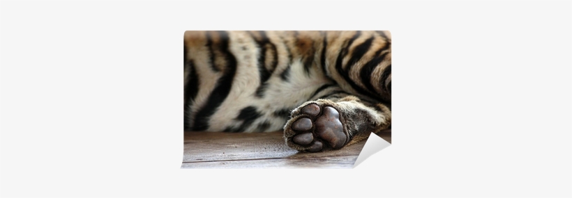 Paw, transparent png download