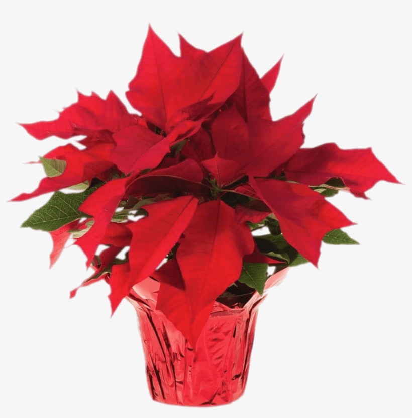 Pot Of Poinsettias - Poinsettia Transparent, transparent png download