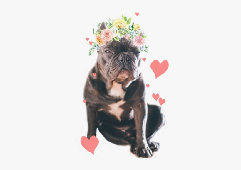 Dog, transparent png download