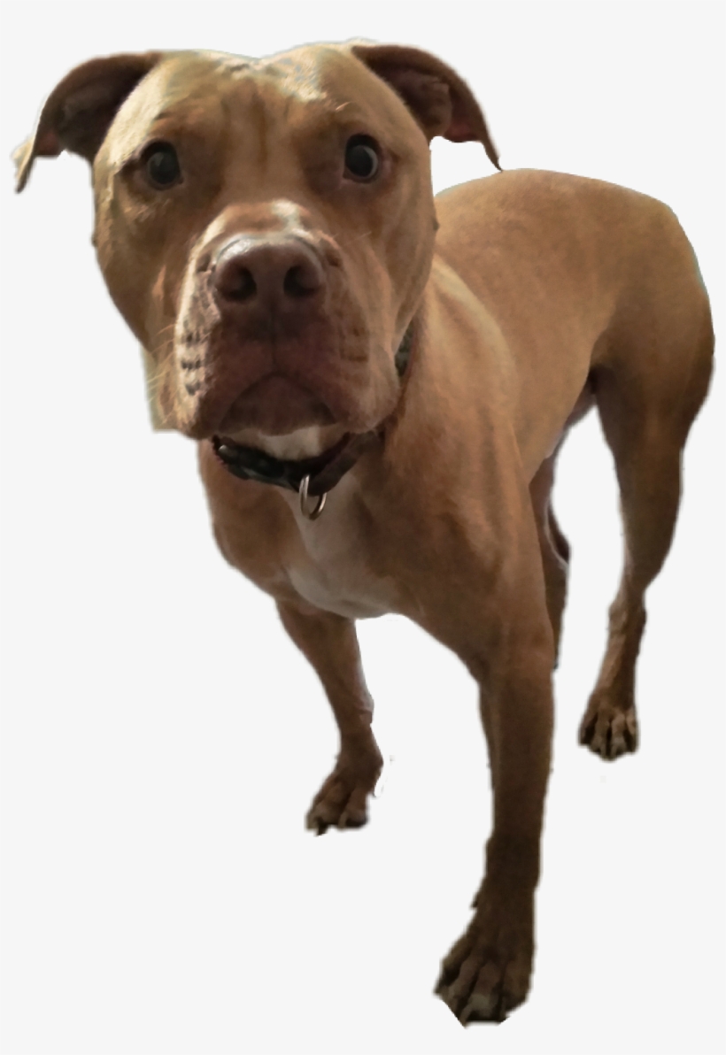 Report Abuse - American Pit Bull Terrier, transparent png download