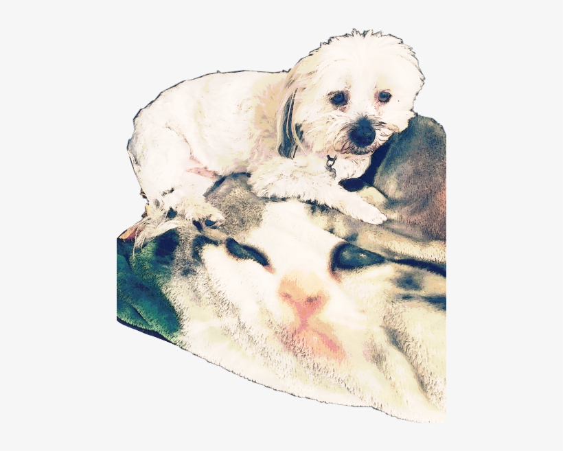 Dog, transparent png download
