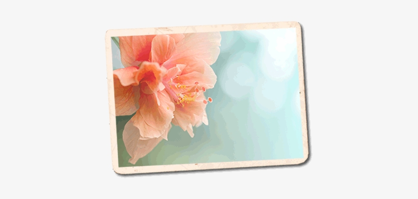 Demos - Peony, transparent png download