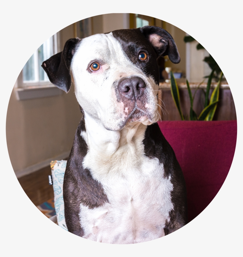 Picture - Pit Bull, transparent png download