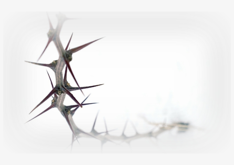 Report Abuse - Tree, transparent png download