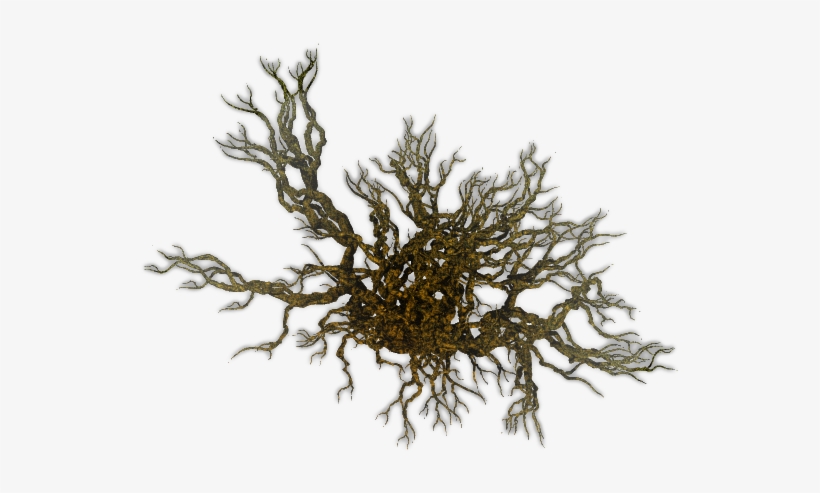 Leafless Tree From Above, transparent png download