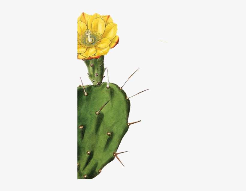 Garden 0001s 0001 Layer-6 - Giclee Painting: Drake's One-spined Opuntia Or Drooping, transparent png download