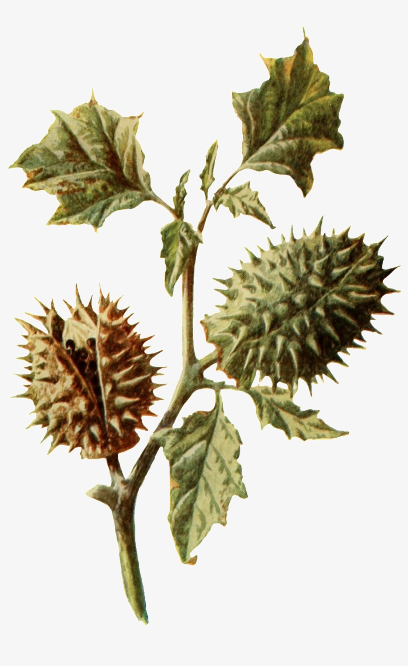 Free Powerpoint Download - Jimsonweed, transparent png download