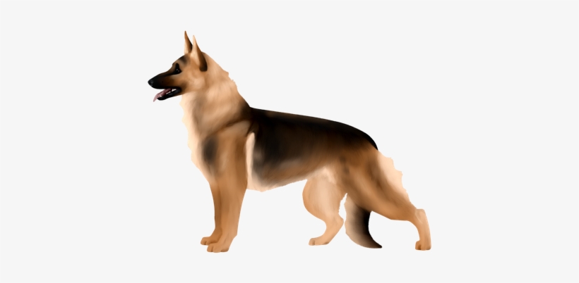 German Shepherds - Old German Shepherd Dog, transparent png download