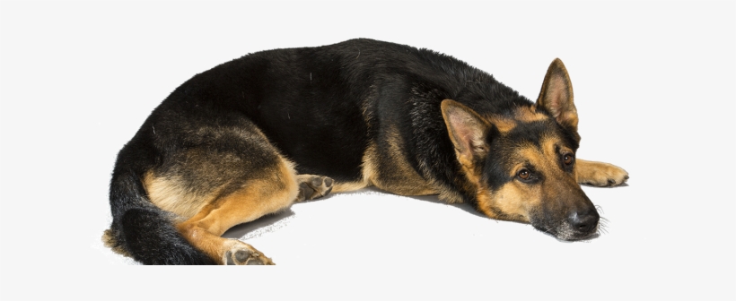 Understanding The Advantages Of Owning A Black German - Love German Shepherd Dogs, transparent png download