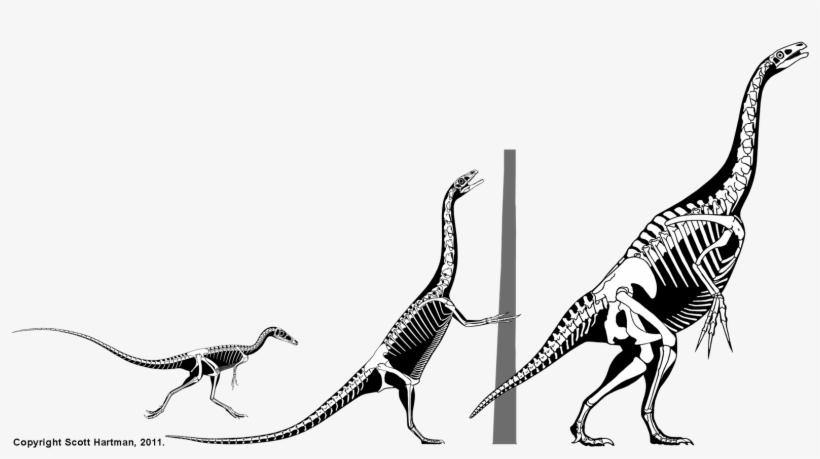 Isn't Science Grand - Falcarius Skeleton, transparent png download