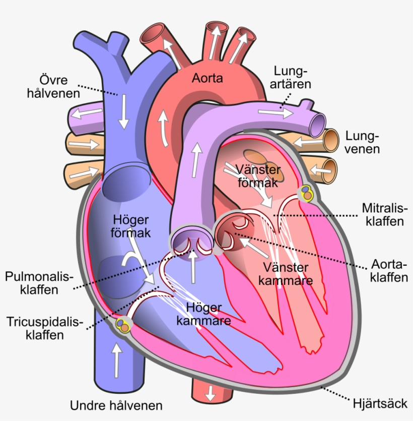 1,024 Pixels - Легочный Ствол, transparent png download