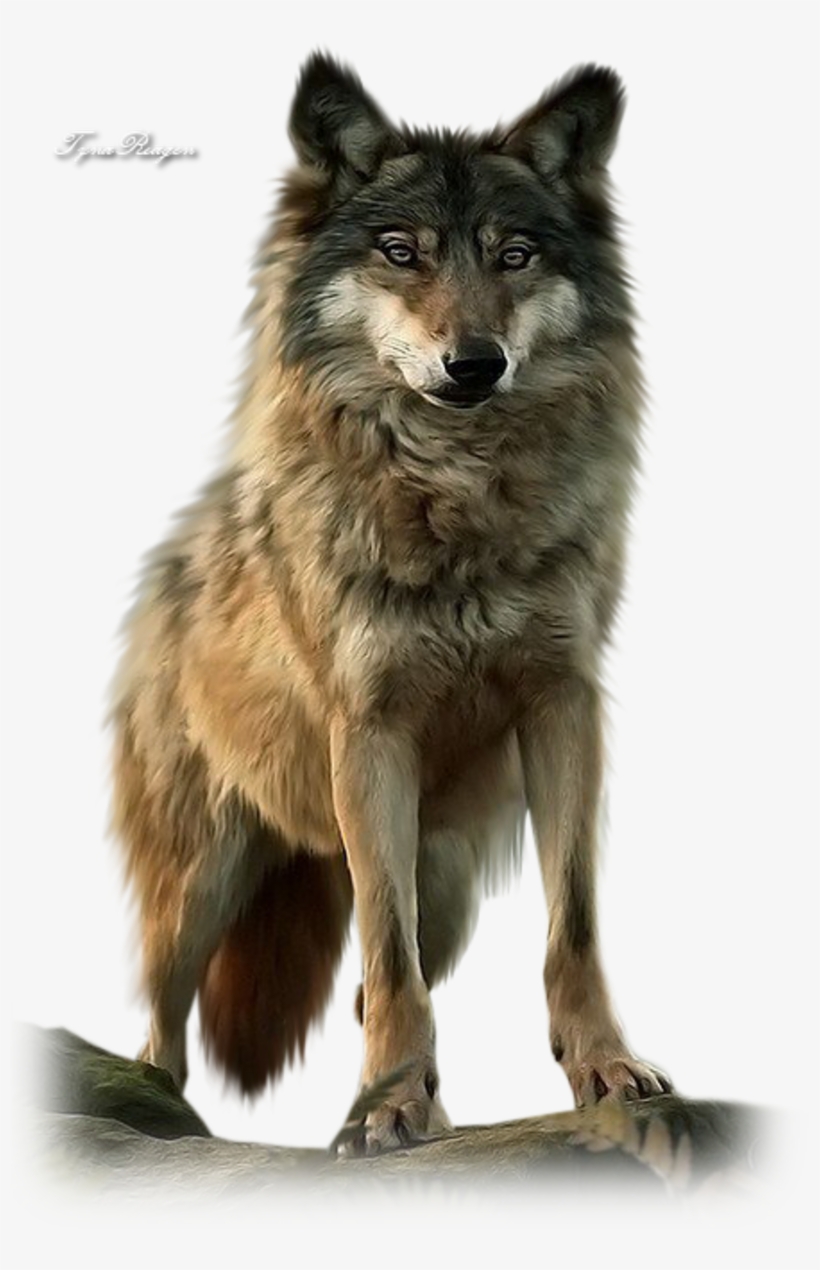 Related Wallpapers, transparent png download