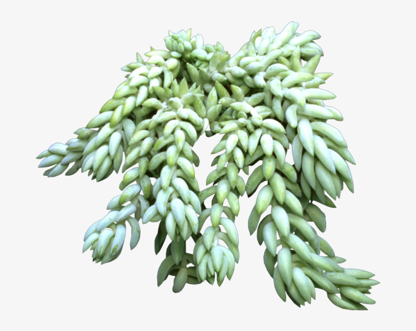 Does Mom Like Plants But Doesn't Have The Time To Water - Donkeys Tail Plant Png, transparent png download