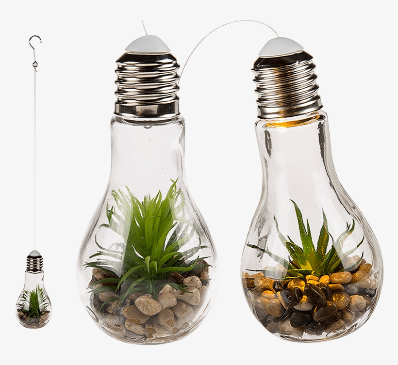 Decoration Succulents In Glass Bulb For Hanging & White - Succulent Planted In Bottles, transparent png download