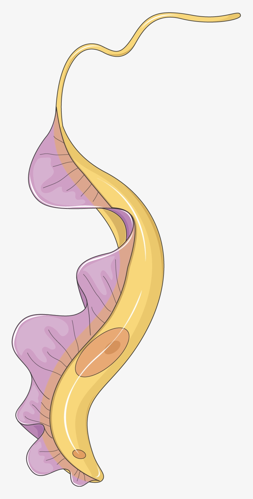 Trypanosome - Trypanosoma Png, transparent png download