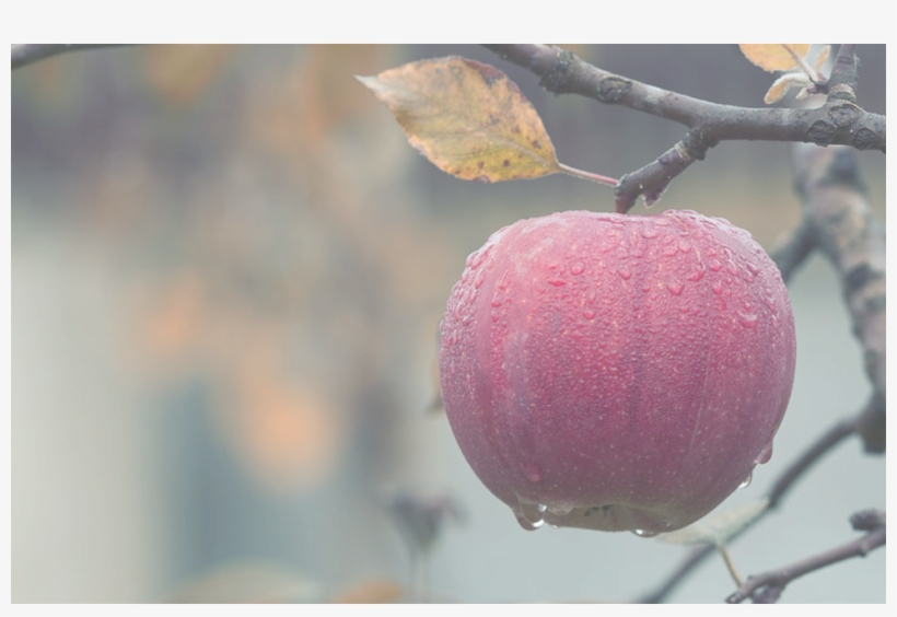 Cleaning Your Email List Is Like Caring For An Apple, transparent png download
