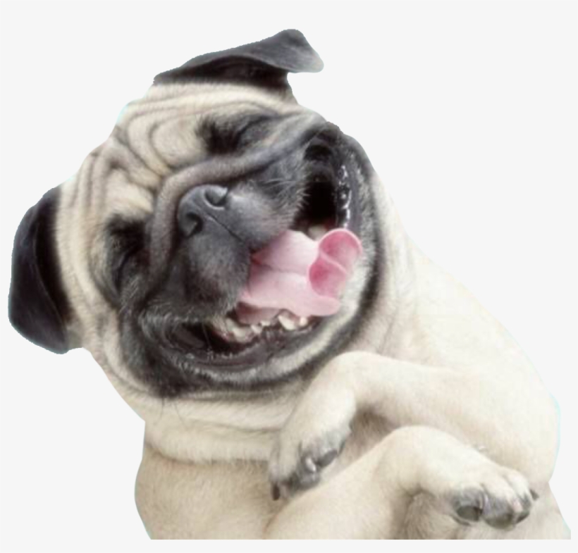 Happy Dog Png Transparent, transparent png download