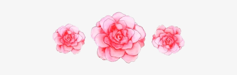 Common Peony, transparent png download