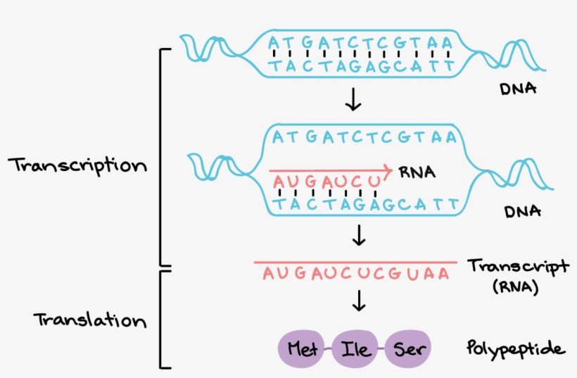 Enter Image Description Here - Transcription Of Dna, transparent png download