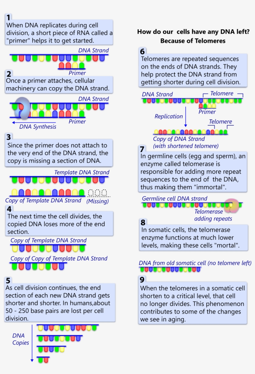 What Are Telomeres - Telomere, transparent png download